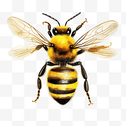 蜜蜂元素 PNG