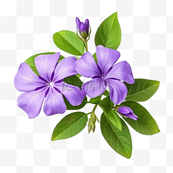 次要的图片_长春花花盛开紫色长春花小带叶