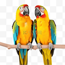 彩色的鹦鹉图片_美丽的彩色鹦鹉