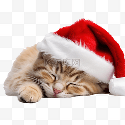 戴着圣诞老人帽子的圣诞小猫在家