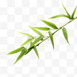 绿色竹叶与树枝