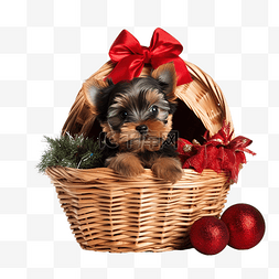 梗犬图片_圣诞树下篮子里的一只约克夏犬小