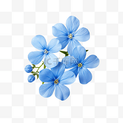 藍色的小花