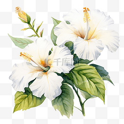 水彩画中的白芙蓉花盛开