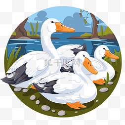 两只白鹅和两只鸭子在河边围成一