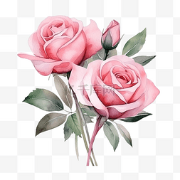 情人节水彩粉色玫瑰花束