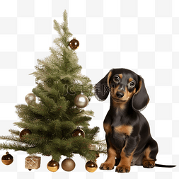 新年背景狗图片_腊肠狗装饰白色背景中的圣诞树