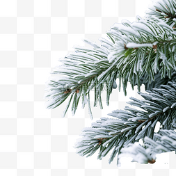 冬天下雪的冷杉树枝关闭