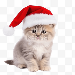 圣诞节气氛中美丽小猫的肖像