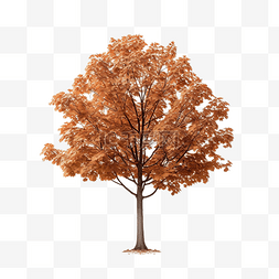 棕色叶子的树