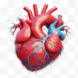 生理图片_心脏的结构
