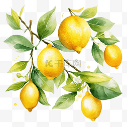 柠檬叶子图片_柠檬水果的水彩分支