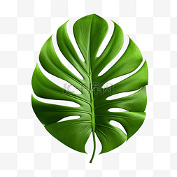 绿色龟背竹叶隔离透明背景热带树