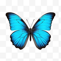 蝴蝶翅膀水图片_美丽的蝴蝶孤立形态佩莱达蓝蝴蝶