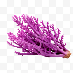 水里游的动物图片_紫枝珊瑚礁