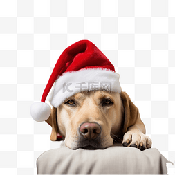 圣诞老人圣诞帽图片_拉布拉多狗在圣诞树附近的卧室里