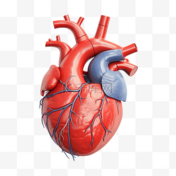 动脉加压图片_人类心脏的解剖学