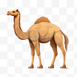 不露面的骆驼插画