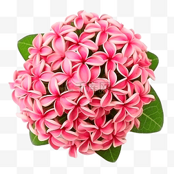 美丽花案图片_背景上的粉红色 ixora 花