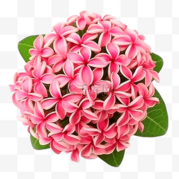 背景上的粉红色 ixora 花