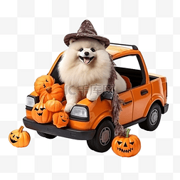 斯皮茨图片_有趣的宠物狗坐在汽车后备箱装饰