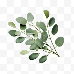 绿叶树枝桉树橄榄绿叶