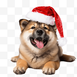 秋田小狗戴着亮片圣诞帽庆祝圣诞