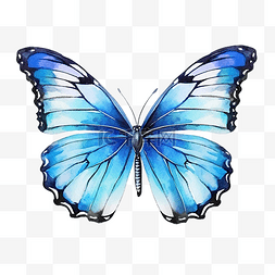 收藏关注有礼图片_水彩画的明亮的蝴蝶与蓝色翅膀形