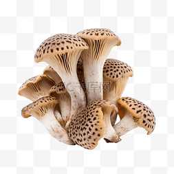 蘑菇为您的装饰图像羊肚菌