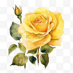 黄玫瑰水彩图片_黄玫瑰水彩插图