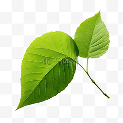 热带背景图片_白色 png 文件上的绿叶