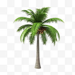 熱帶图片_3d 椰子树