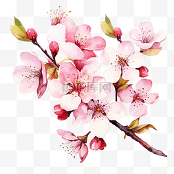 粉色樱桃背景图片_水彩櫻花