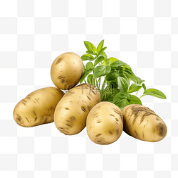 生土豆片图片_土豆 地下植物 用于烹饪