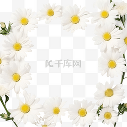 洋甘菊花圈图片_美丽的最小白色洋甘菊花方形框架