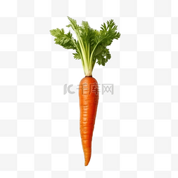 有胡萝卜的蔬菜图片_新鲜胡萝卜为您的蔬菜概念