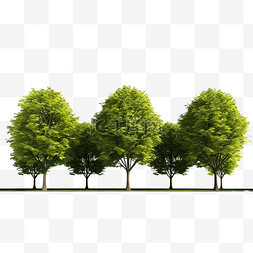 草地树背景图片_一排树隔离 3D 渲染插图