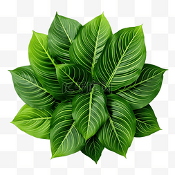 Calathea utea 叶子的绿叶图案 孤立的