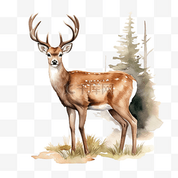 水彩鹿图片_森林鹿的水彩插图