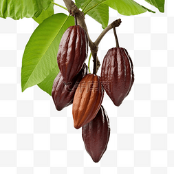 巧克力色背景图片_挂在树上的可可果
