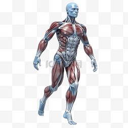 完整人体解剖学3D渲染解剖图身体