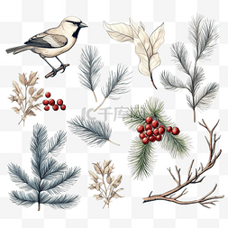 鸟树素描图片_天然圣诞物品的集合植物鸟花云杉