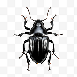 锹虫 bug 黑色