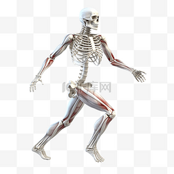 干净逼真的3D人体骨骼