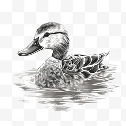 线条鸭子图片_鸭子在水上线条艺术