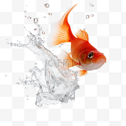 鱼在水下