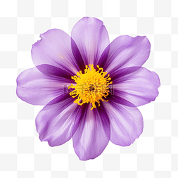 紫色花瓣和黄色中心的花