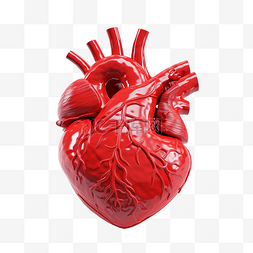 心脏动脉图片_人体心脏内部器官心脏形状人体心