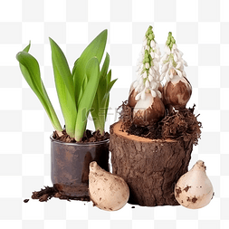 植物的组成图片_杯中风信子球茎与树皮和花瓶中装