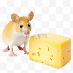 手鼠手图片_老鼠与奶酪